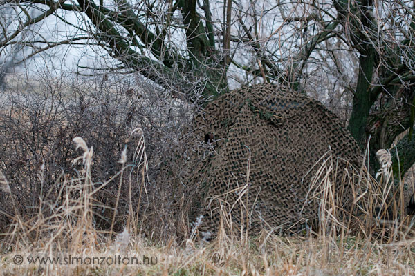 20071228_werk_0022.JPG - Egy �lyvfot�z�s alkalm�val mobil less�tramat �gy �ll�tottam f�l, ez a k�p a csalinak kitett h�s hely�r�l k�sz�lt. Bal oldalon l�that� az el�z� k�pen l�v� r�gt�nz�tt etet�. Gondoltam, am�g nem j�n �lyv, addig fot�zom a pintyeket. Ez �gy is t�rt�nt, s�t eg�sz nap ez t�rt�nt, mivel egy �lyv sem lepett meg. Egyre ink�bb kezdek r�j�nni, hogy neh�z mesters�g az �lyvfot�z�s, ha nincs egy fix helye az embernek, ahov� minden nap tud h�st kivinni.