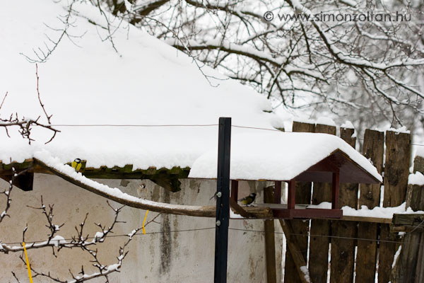 20080101_werk_0023.JPG - Saj�t k�sz�t�s� mad�retet� a sz�leim udvar�ban, a madaraknak kimondottan tetszik.