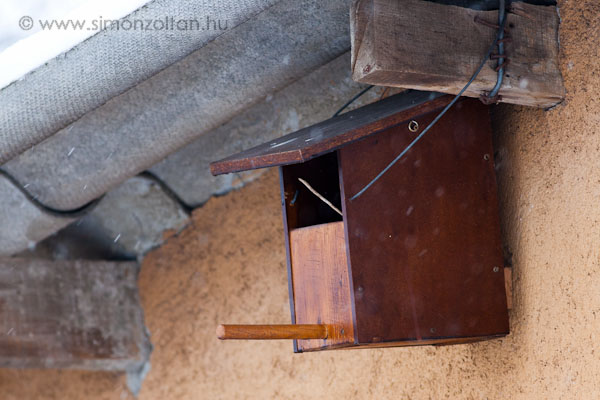 20080101_werk_0024.JPG - 2007 tavasz�t�l az udvaron elhelyezett ,saj�t k�sz�t�s�, "C" rendszer� oduval seg�tem a h�zi rozsdafark� szaporod�s�t �s fennmarad�s�t. Nagy �r�m�mre id�n ny�ron 2 f�szekaljat neveltek f�l sikeresen az �regek ebben az oduban. A szakirodalom az elej�n l�that� be�l�f�t nem javasolja, de v�geredm�nyben �gy is m�k�dik.