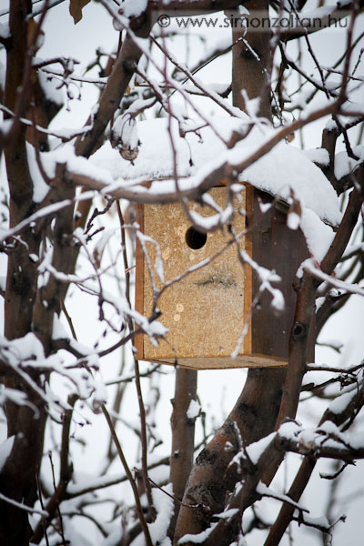 20080101_werk_0025.JPG - A k�pen egy saj�t gy�rtm�ny� "B" rendszer� mad�rodu l�that�, amit 2 m�sikkal egy�tt a sz�leim udvar�n l�v� f�kon helyeztem el m�g tavaly t�len. Ezek az oduk nemcsak a tavasszal-ny�ron fontosak a f�szkel�shez-k�lt�shez, T�LEN LEGAL�BB AKKORA SZ�KS�G VAN R�JUK! F�k�nt a cinegef�l�knek rengeteget seg�tenek a zord �jszak�k, havaz�sok nagy hidegek �s szelek �tv�szel�s�ben �s a ragadoz�k el�l is mened�ket ny�jtanak.Az odu m�rete: 15x15x25cm, bej�rata 32mm �tm�r�j�, teteje ferde �s hosszabb a bej�rat f�l�tt.Az elhelyez�sn�l figyelj�nk, hogy a bej�rata d�l fel� v�zzen �s hogy egy oduhoz 15-20m sugar� k�r�n bel�lre  m�sikat ne tegy�nk, mert szinte biztos, hogy f�szkel�skor csak az egyiket fogj�k haszn�lni (ter�leti ig�ny miatt).Fontos tov�bb�, hogy a teteje nyithat� legyen �s febru�r v�g�n, m�rcius elej�n t�vol�tsuk el bel�le a r�gi f�szket (az �l�sk�d�k miatt).