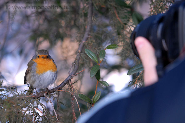 20080103_werk_0026.JPG - K�sz�net a fot��rt B�nyai S�ndornak. V�g�l 100 mm-es makr�val is engedte mag�t fot�zni. �ri�si �lm�ny volt.