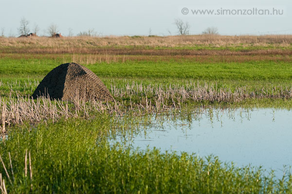 20080420_werk_0027.JPG - A les szemb�l, csak hi�nyzik bel�le a k�lyhacs� :-) Nemr�giben lehet�s�g ad�dott egy majdnem kisz�radt t�mederben vizi �s g�zl�madarakat fot�zni. V�g�l t�bb olyan fajt is lencsev�gre kaptam, amivel kor�bban m�g sosem tal�lkoztam.