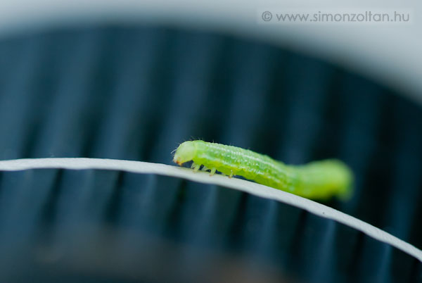 20080501_werk_0028.JPG - Egy �lherny� megm�szta az �ppen pihen� 400/5,6L-t. �n pedig nem b�rtam ki, hogy ne kattintsam le az exped�ci�t :-)