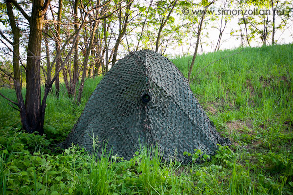 20080513_werk_0031.JPG - A m�jusi gyurgyalagfot�z�s alkalm�val a s�tor hely�nek megv�laszt�s�n�l m�r t�bb t�nyez�t is figyelembe kell venni. A legfontosabb, hogy a madarakat a legkev�sb� zavarjuk a s�tor �s a magunk jelenl�t�vel (ebbe az is beletartozik, hogy m�g s�t�tben �l�nk be �s csak akkor j�v�nk ki este, ha m�r el�ltek). A m�sodik hogy a k�pek kedvez� h�tteret kapjanak �s a nap j� ir�nyb�l s�ss�n. Az utols�, de szerintem nem elhanyagolhat�, hogy legyen egy pici �rny�kunk, mert m�jusban m�r tud igaz�n meleg lenni a s�torban.A dekorh�l�n bel�lre a k�mlel�ny�l�shoz egy katonai boltban vett s�r� z�ld h�l�t is teszek, hogy a madarak ne l�thassanak be, m�g �n bel�lr�l j�l kil�tok.