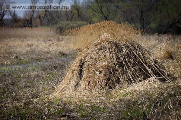 20090404_werk_0035.JPG - A less�tort �rdemes be�lc�zni az �lcah�l�n k�v�l a helysz�nen tal�lt anyagokkal is, megh�l�lja a r� ford�tott id�t. �gy m�g jobban beleoldad a k�rnyezet�be. A nagyk�csagok 5 m�tern�l is k�zelebb j�ttek hozz�.