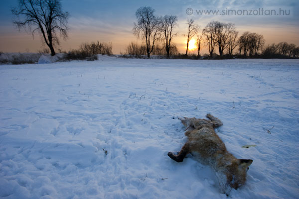 20091221_werk_0055.JPG - A r�k�t val�sz�n�leg a vad�szok l�tt�k le, de a ragadoz�madaraknak legal�bb van mit enni. Rem�lem nem m�rgezett.