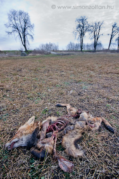 20091229_werk_0056.JPG - Ez a r�kad�g decemberben 3 h�ten kereszt�l seg�tett az �lyveknek t�l�lni a nagy hideget. A h�tt�rben balra a less�tram l�that�.