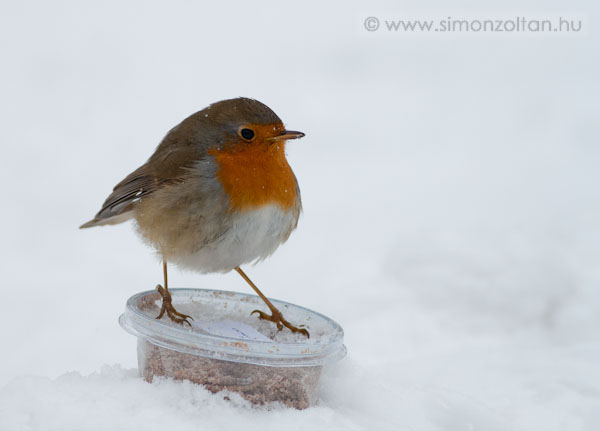 20100203_werk_0057.JPG - A lisztkukaccal sokmindent el�rhet�nk n�luk.