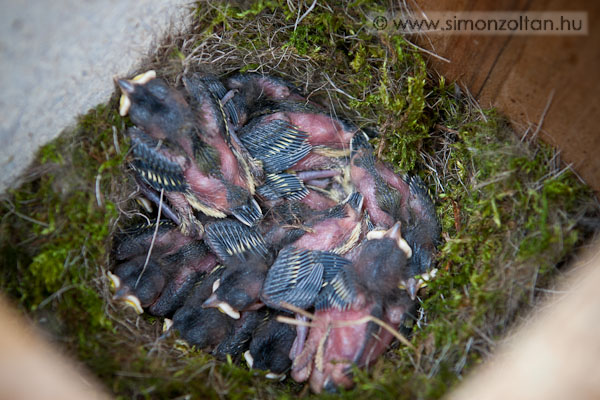 20100508_werk_0062.JPG - Az egyik "B" odum belseje m�jusban. �rdemes volt dolgoznom vele. 10-�k k�z�l 9 sikeresen kirep�lt.