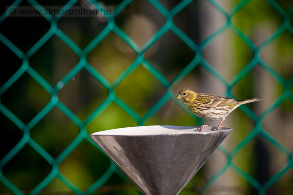 20100523_werk_0066.JPG - Mindenhol �rdemes vizet hagyni, mert a madaraknak minden kis seg�ts�g nagy seg�ts�g.