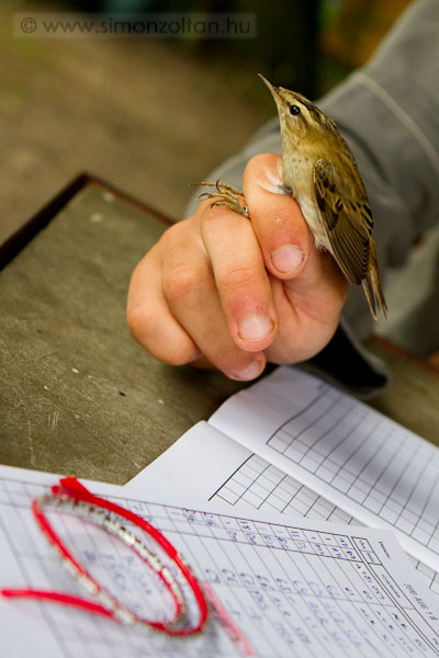 20100819_werk_0071.JPG - Igaz�n sz�p �lm�ny volt ilyen k�zels�gb�l l�tni a madarakat.