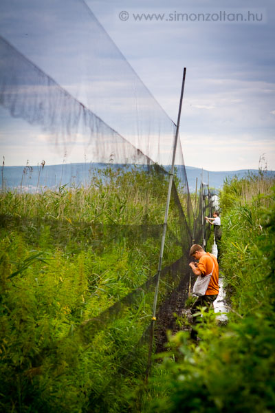 20100819_werk_0072.JPG - Mad�rgy�r�z� t�bor. Begy�jt�s.