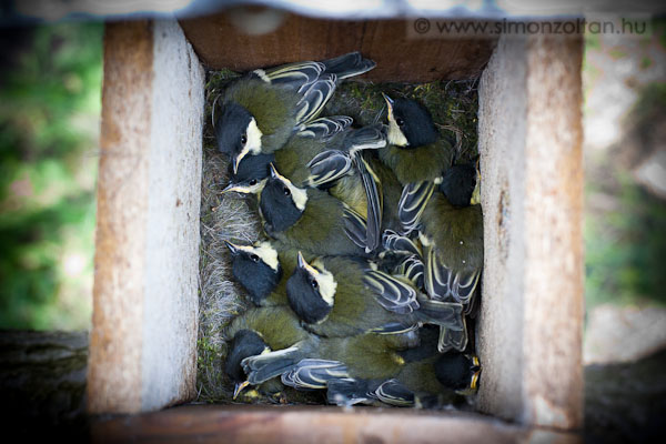 20110605_werk_0092.JPG - Mind a 11 fi�ka kirep�lt.